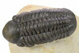 Detailed Reedops Trilobite - Atchana, Morocco #272832-1